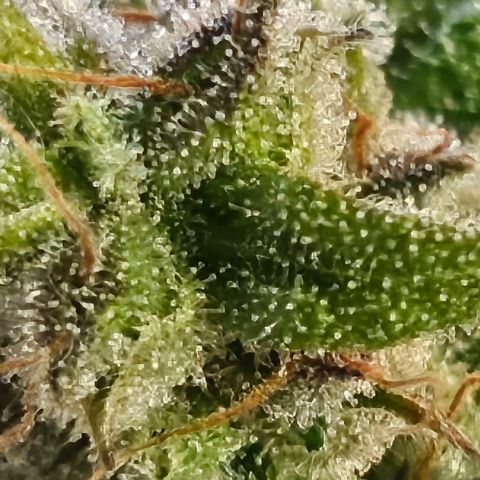 Super Silver Haze pot #2 growlog timeline photo