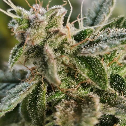 Super Silver Haze pot #2 growlog timeline photo