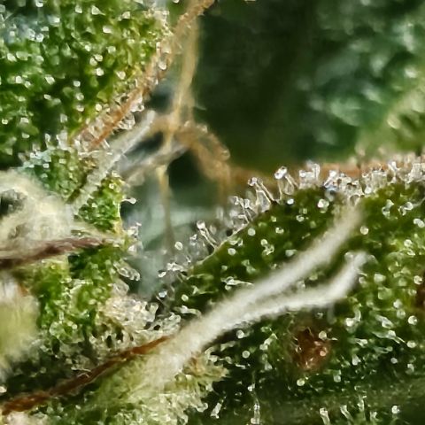 Super Silver Haze pot #2 growlog timeline photo