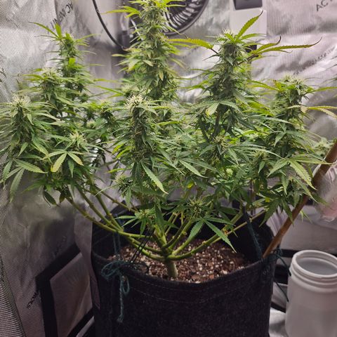 Super Silver Haze pot #1 growlog timeline photo