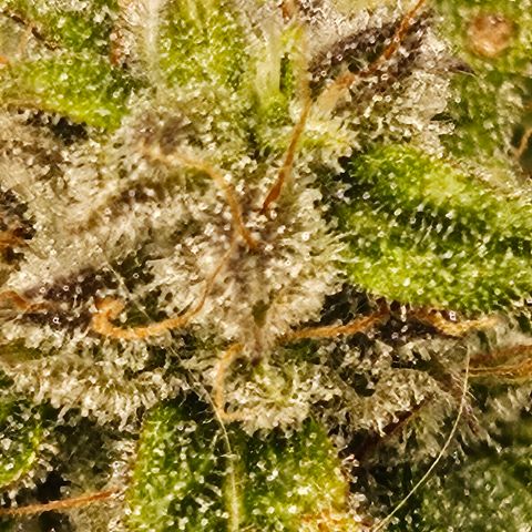 Super Silver Haze pot #2 growlog timeline photo