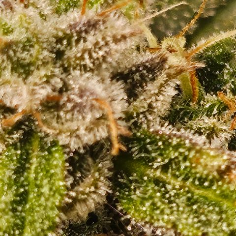 Super Silver Haze pot #2 growlog timeline photo