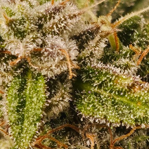 Super Silver Haze pot #2 growlog timeline photo
