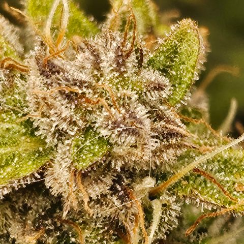Super Silver Haze pot #2 growlog timeline photo