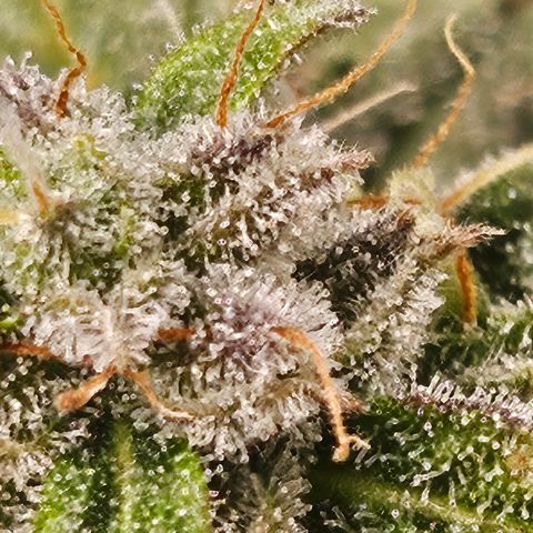 Super Silver Haze pot #2 growlog timeline photo