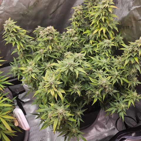 Super Silver Haze pot #2 growlog timeline photo
