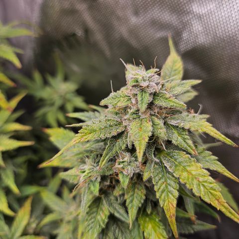 Super Silver Haze pot #2 growlog timeline photo