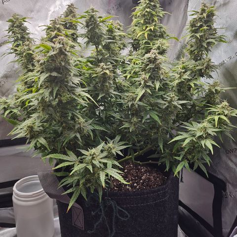 Super Silver Haze pot #2 growlog timeline photo