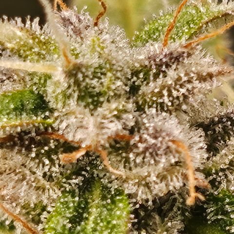 Super Silver Haze pot #2 growlog timeline photo