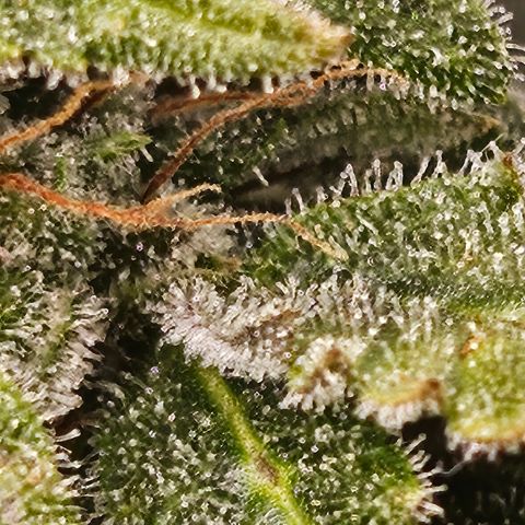 Super Silver Haze pot #2 growlog timeline photo