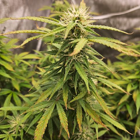 Super Silver Haze pot #1 growlog timeline photo