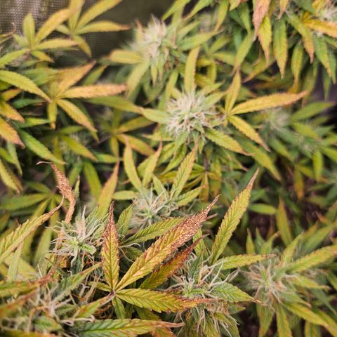Super Silver Haze pot #1 growlog timeline photo