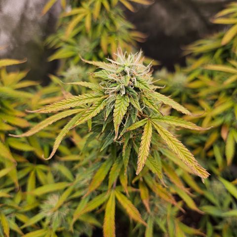 Super Silver Haze pot #1 growlog timeline photo