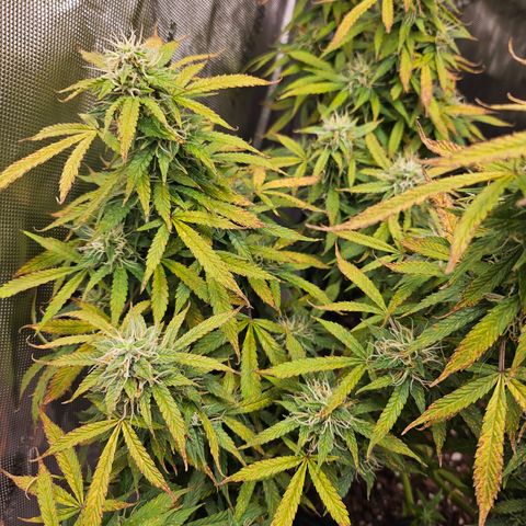 Super Silver Haze pot #1 growlog timeline photo