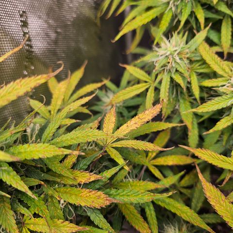 Super Silver Haze pot #1 growlog timeline photo
