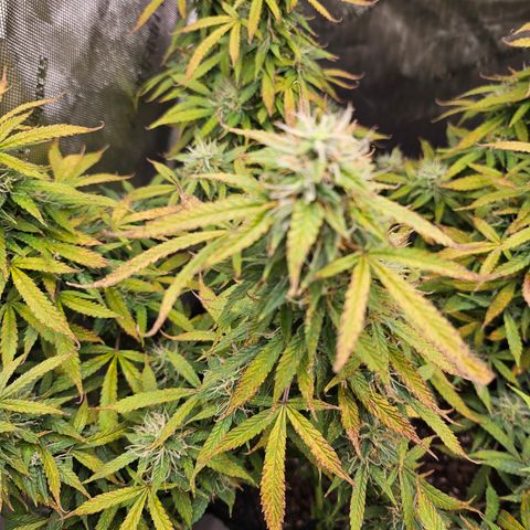 Super Silver Haze pot #1 growlog timeline photo
