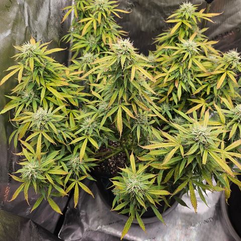 Super Silver Haze pot #1 growlog timeline photo