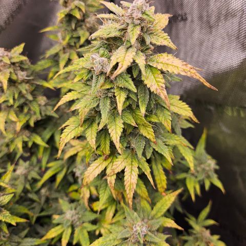 Super Silver Haze pot #2 growlog timeline photo