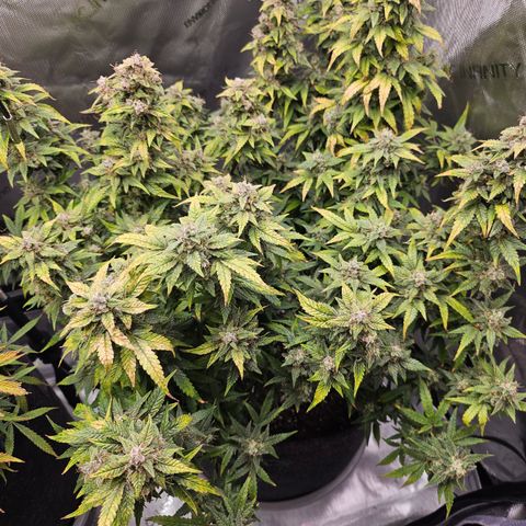 Super Silver Haze pot #2 growlog timeline photo