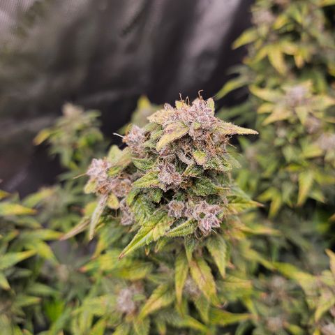 Super Silver Haze pot #2 growlog timeline photo