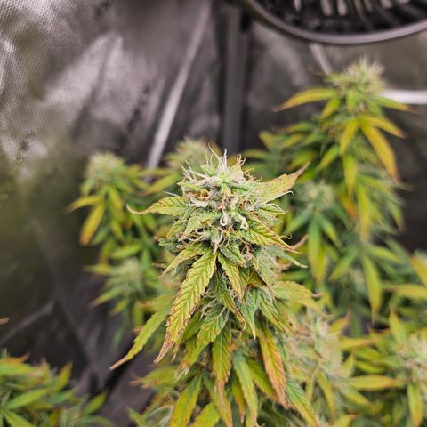 Super Silver Haze pot #1 growlog timeline photo