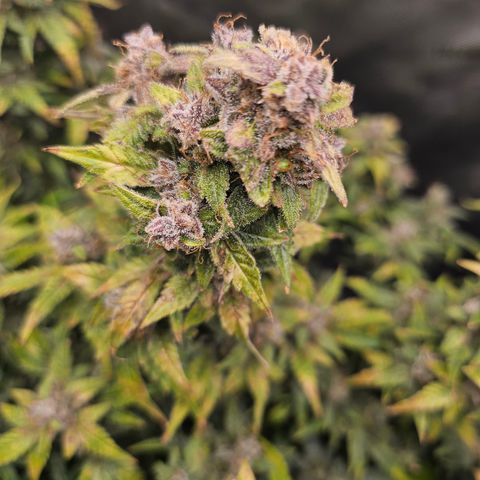 Super Silver Haze pot #2 growlog timeline photo