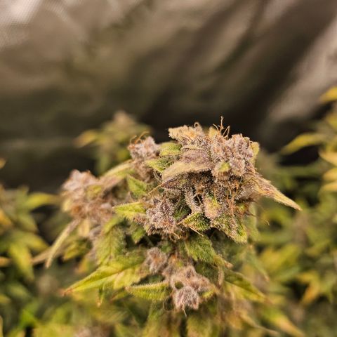 Super Silver Haze pot #2 growlog timeline photo