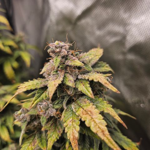 Super Silver Haze pot #2 growlog timeline photo