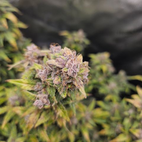 Super Silver Haze pot #2 growlog timeline photo