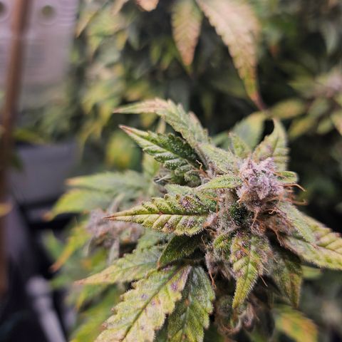 Super Silver Haze pot #2 growlog timeline photo