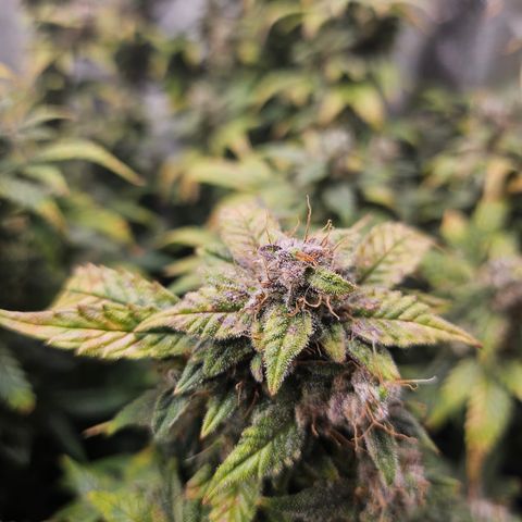 Super Silver Haze pot #2 growlog timeline photo