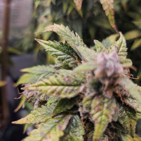 Super Silver Haze pot #2 growlog timeline photo