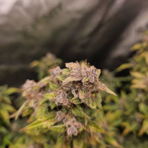 Super Silver Haze pot #2 growlog timeline photo