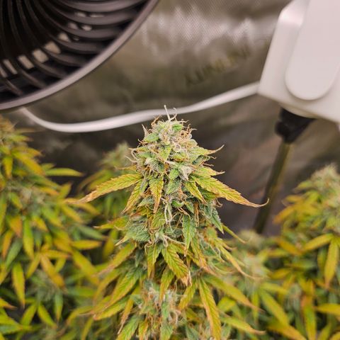Super Silver Haze pot #1 growlog timeline photo