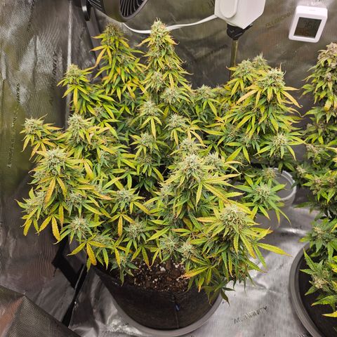 Super Silver Haze pot #1 growlog timeline photo