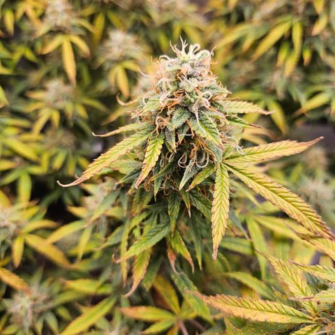 Super Silver Haze pot #1 growlog timeline photo