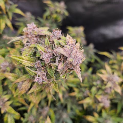 Super Silver Haze pot #2 growlog timeline photo