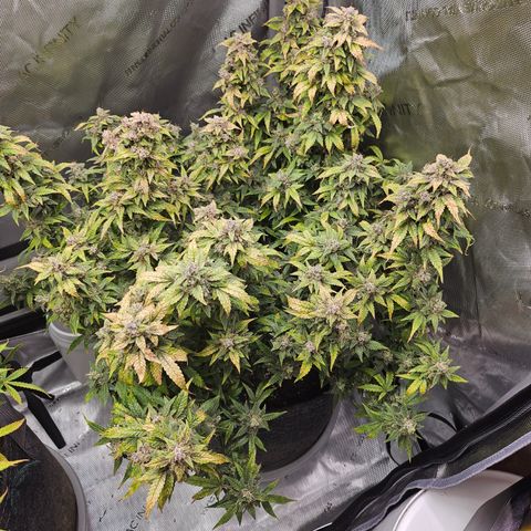 Super Silver Haze pot #2 growlog timeline photo