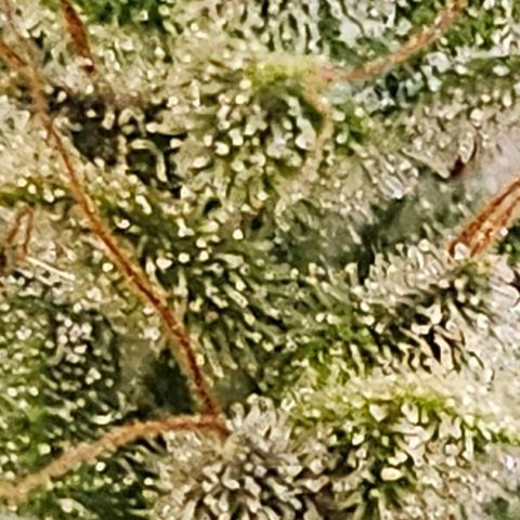 Super Silver Haze pot #2 growlog timeline photo