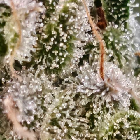 Super Silver Haze pot #2 growlog timeline photo