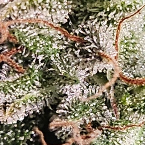 Super Silver Haze pot #2 growlog timeline photo