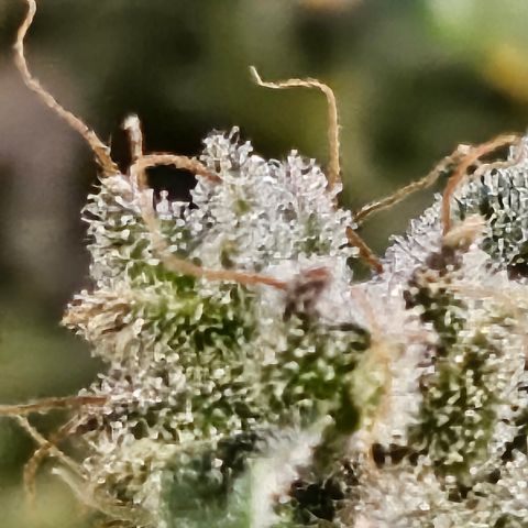 Super Silver Haze pot #2 growlog timeline photo