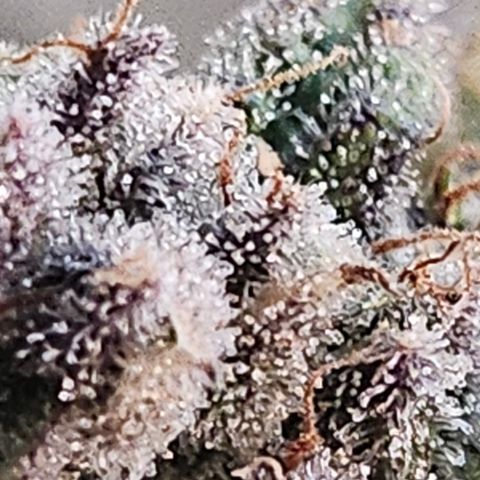 Super Silver Haze pot #2 growlog timeline photo