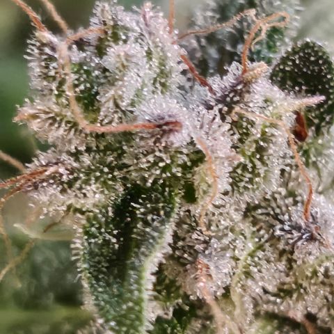 Super Silver Haze pot #2 growlog timeline photo