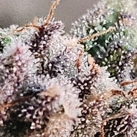 Super Silver Haze pot #2 growlog timeline photo