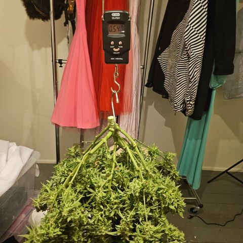 Super Silver Haze pot #2 growlog photo: Harvest
