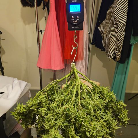 Super Silver Haze pot #2 growlog photo: Harvest