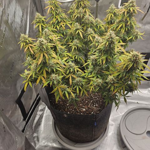 Super Silver Haze pot #2 growlog photo: Harvest