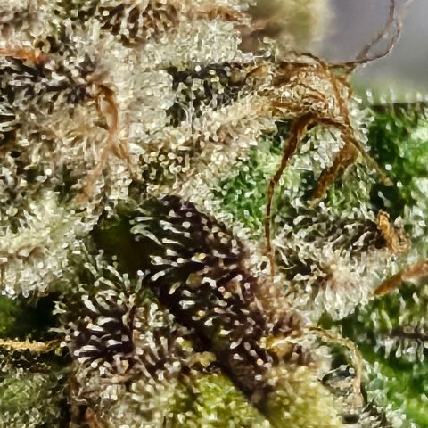 Super Silver Haze pot #2 growlog photo: Harvest