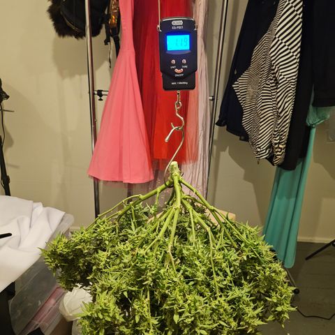 Super Silver Haze pot #2 growlog photo: Harvest